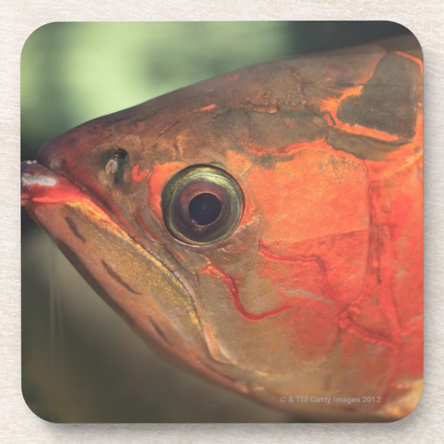 Asiatic arowana coaster (Front)