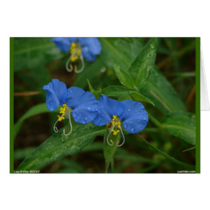 Asiatic Dayflower Blue WIldflower Apparel & Gifts