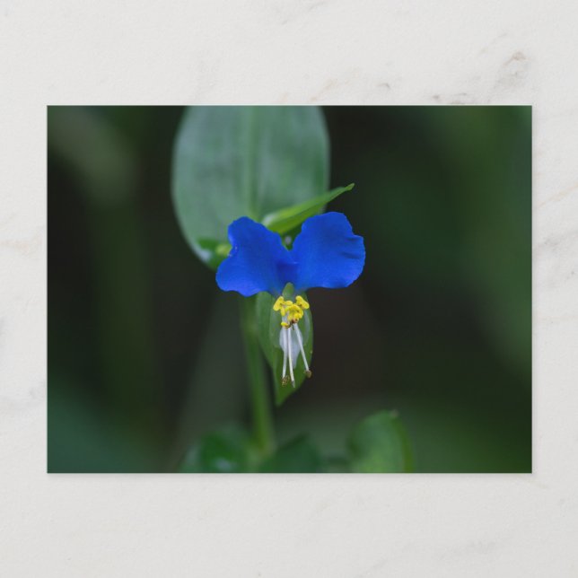 Asiatic Dayflower Blue Wildflower Postcard (Front)