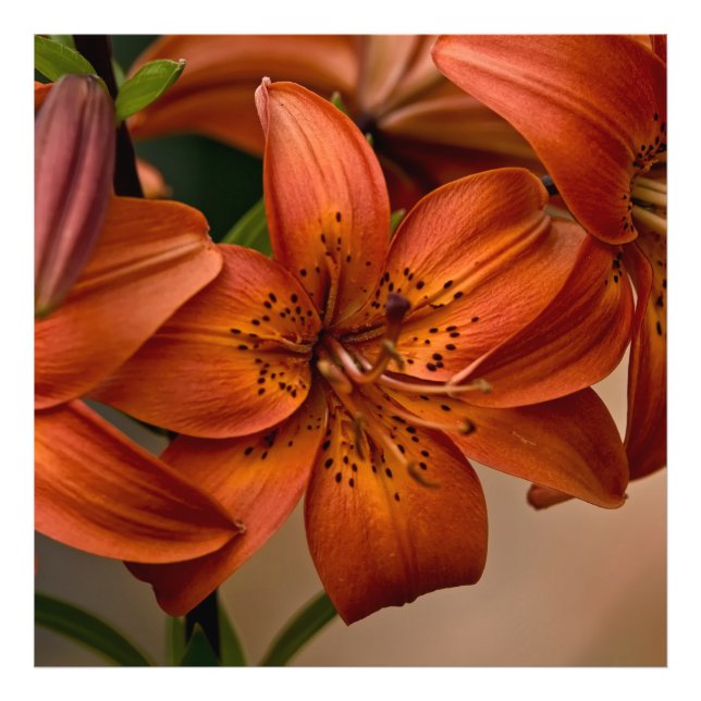 Asiatic Lily Photo Print (Front)