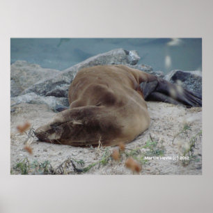 Asleep on the Rocks Poster