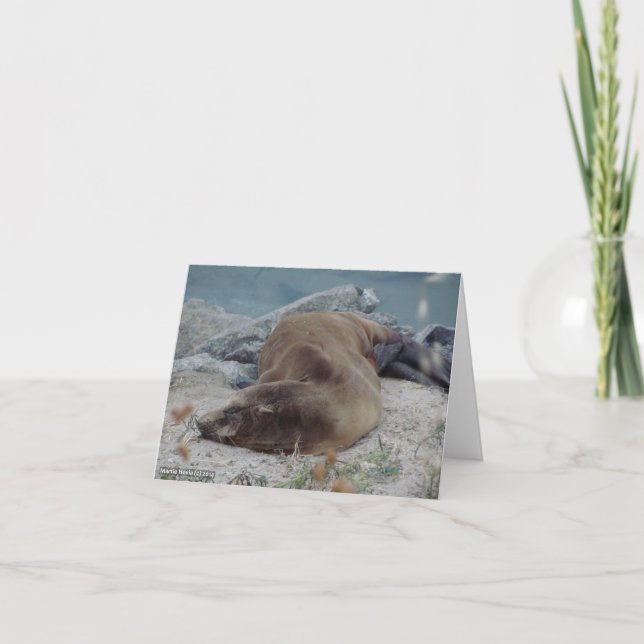 Asleep on the Rocks (Sea Lion) Card (Front)