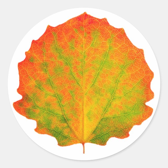 Aspen autumn leaf classic round sticker (Front)