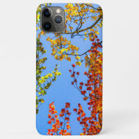 Aspen Color Candy // Fall Leaf Colors