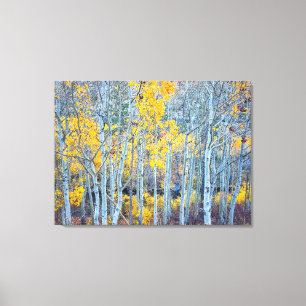 Aspen Forest Canvas Print