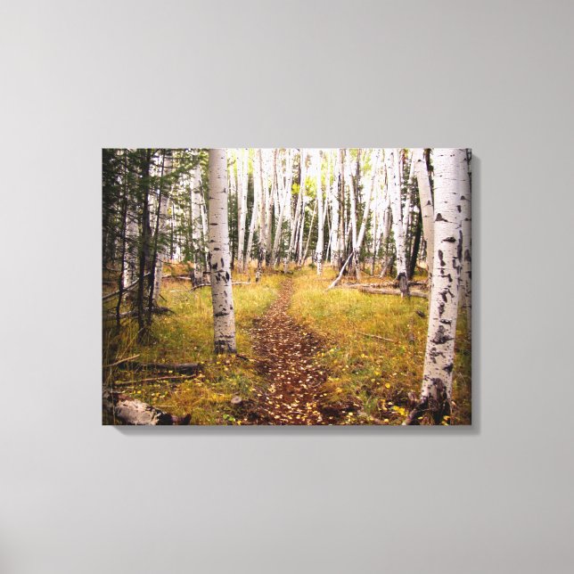 Aspen Forest in the fall Canvas Print (Front)