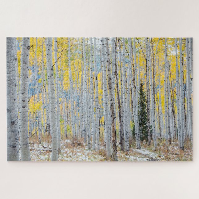 Aspen Forest In The Fall Jigsaw Puzzle (Horizontal)