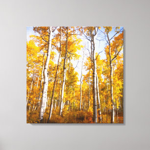 Aspen Groove Yellow Fall Leaves Canvas Print