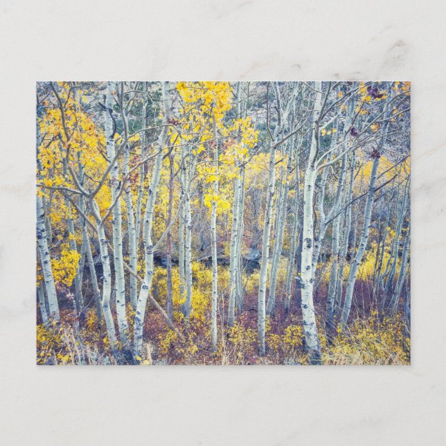 Aspen Grove Autumn Foliage Postcard (Front)