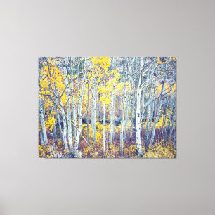Aspen Grove Canvas Print