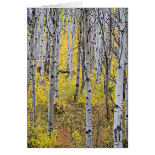 Aspen grove in peak fall colour in Glacier