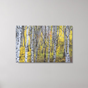 Aspen grove in peak fall colour in Glacier Canvas Print