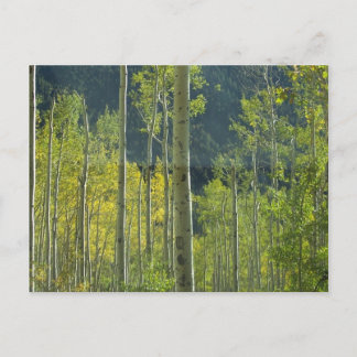 Aspen Grove Postcard