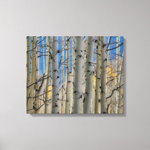 Aspen Groves   Colorado Rocky Mountains Canvas Print