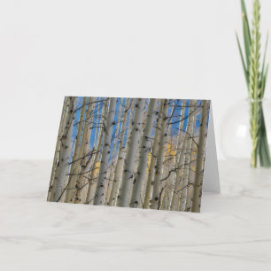 Aspen Groves   Colorado Rocky Mountains Card