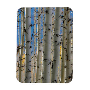 Aspen Groves   Colorado Rocky Mountains Magnet