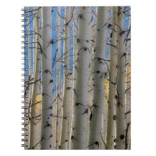 Aspen Groves Colorado Rocky Mountains Notebook