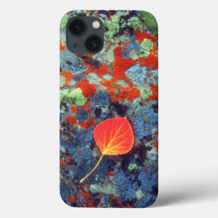 Aspen leaf on a lichen covered rock iPhone 13 case