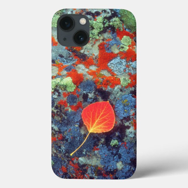 Aspen leaf on a lichen covered rock Case-Mate iPhone case (Back)