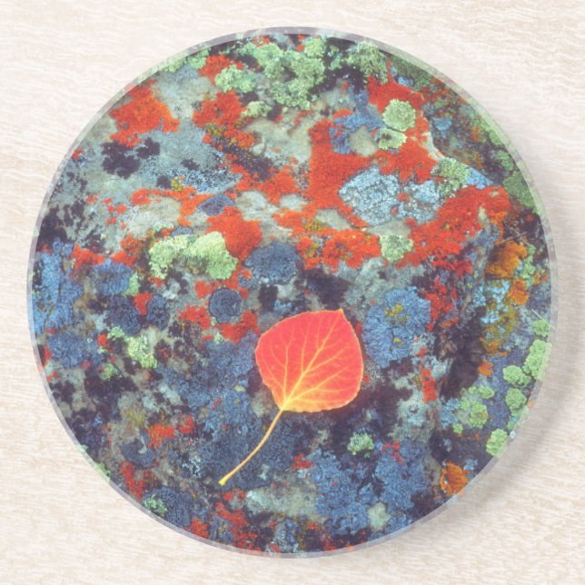 Aspen leaf on a lichen covered rock coaster (Front)