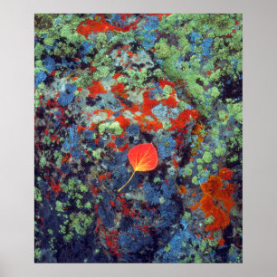Aspen leaf on a lichen covered rock poster