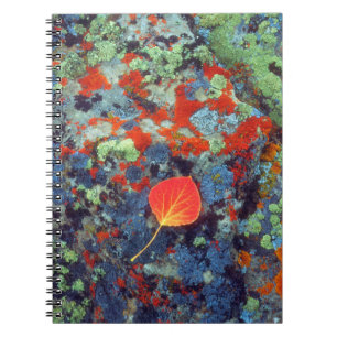 Aspen leaf on a lichen covered rock spiral notebook
