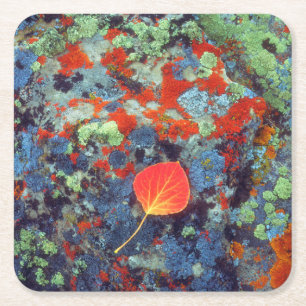 Aspen leaf on a lichen covered rock square paper coaster