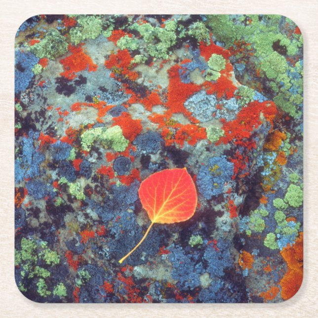 Aspen leaf on a lichen covered rock square paper coaster (Front)