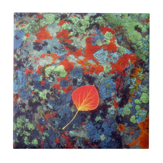 Aspen leaf on a lichen covered rock tile (Front)