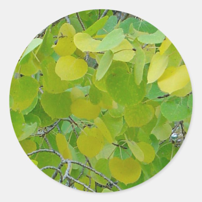 Aspen Leaf Stickers (Front)