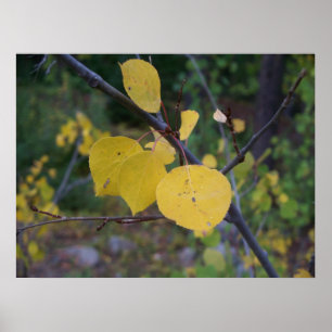 Aspen Leaves Poster