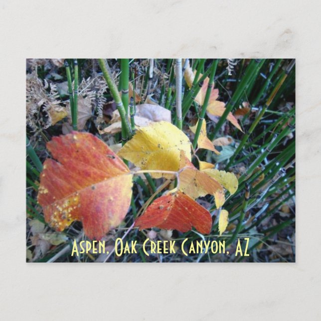 Aspen, Oak Creek Canyon, AZ Postcard (Front)