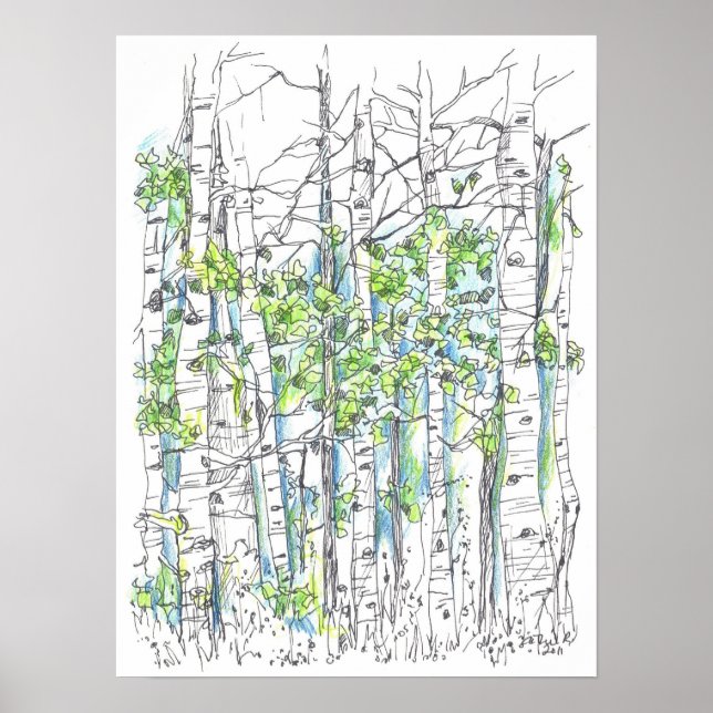 Aspen Tree Grove Pen and Ink Drawing Poster (Front)