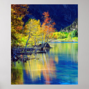 Aspen tree in autumn reflecting in Grant Lake Poster
