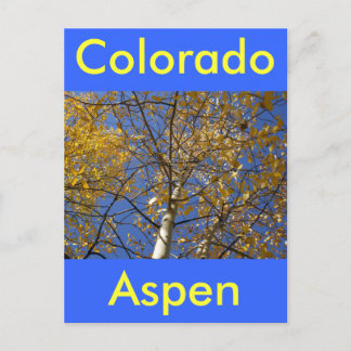 Aspen tree looking up through yellow leaves. postcard