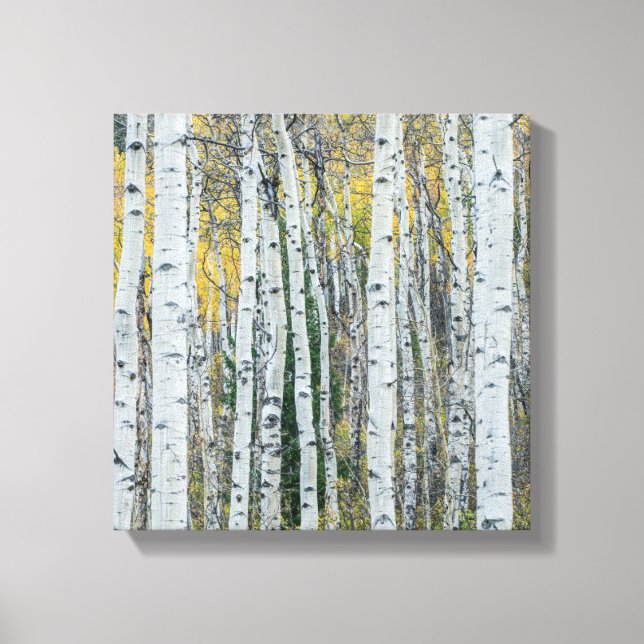 Aspen Tree Trunks | Aspen, Colorado Canvas Print (Front)