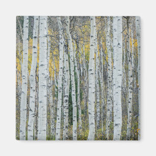 Aspen Tree Trunks Aspen, Colorado Magnet