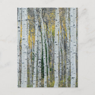 Aspen Tree Trunks   Aspen, Colorado Postcard