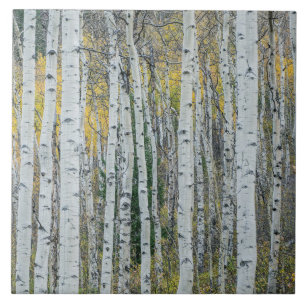 Aspen Tree Trunks   Aspen, Colorado Tile