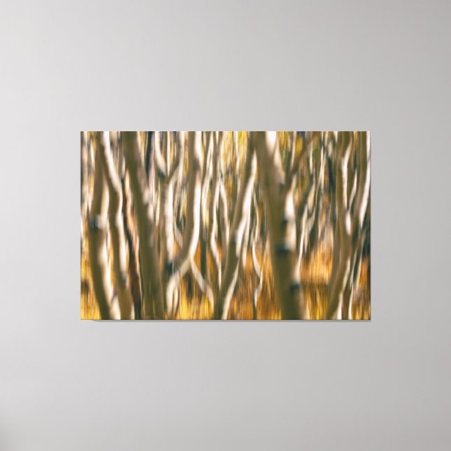 Aspen Trees Abstract Canvas Print (Front)