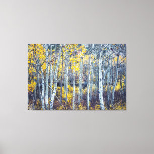 Aspen Trees Forest in Fall Foliage Canvas Print