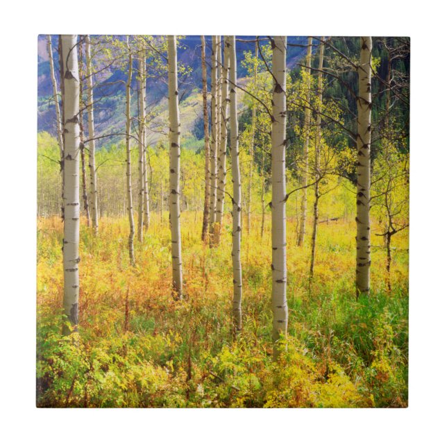 Aspen Trees in Autumn in the Rockies Tile (Front)