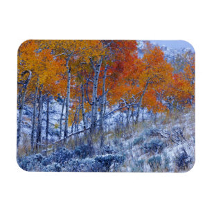 Aspen trees in Fall colours, Bighorn Mountains, Magnet