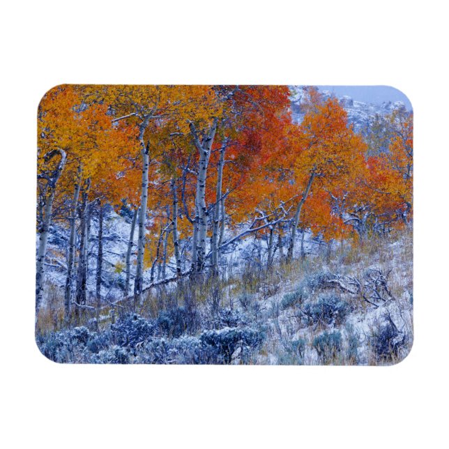 Aspen trees in Fall colours, Bighorn Mountains, Magnet (Horizontal)