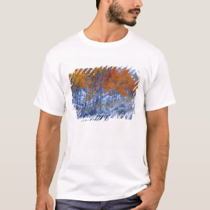 Aspen trees in Fall colours, Bighorn Mountains, T-Shirt