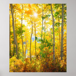 Aspen Trees In Fall Sierra Nevada Mountains, CA Poster