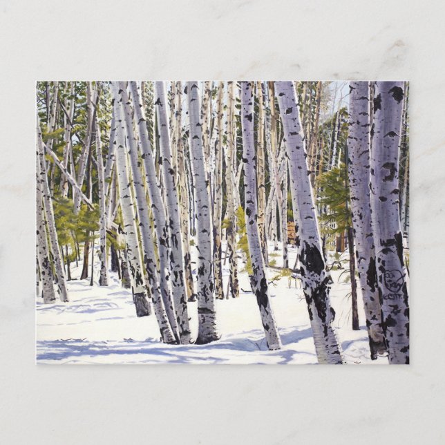 Aspen Trees in the Forest Postcard (Front)