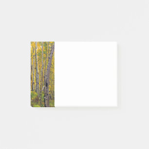 Aspen Trees in The Woodland Post-it Notes