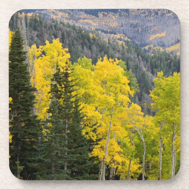 Aspen Trees (Populus Tremuloides) And Conifers 2 Coaster (Front)