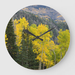 Aspen Trees (Populus Tremuloides) And Conifers 2 Large Clock